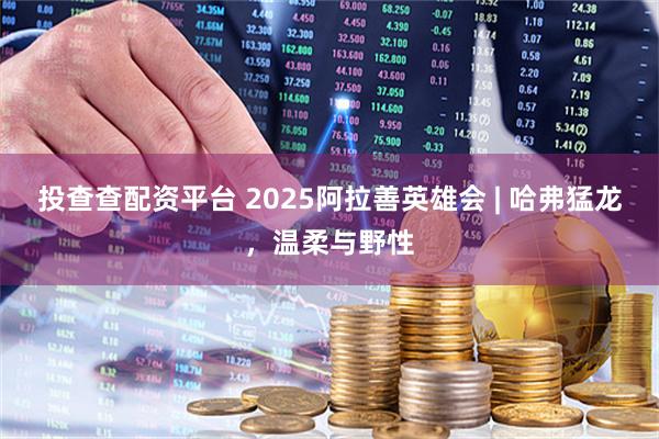 投查查配资平台 2025阿拉善英雄会 | 哈弗猛龙，温柔与野性